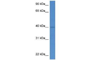 WB Suggested Anti-Wdr5 Antibody   Titration: 1.