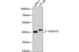 Western blot analysis of extracts of various cell lines, using HOX antibody (999) at 1:1000 dilution. (HOXA13 Antikörper  (AA 140-320))