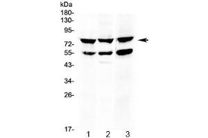Western blot testing of 1) rat thymus, 2) mouse thymus and 3) human HepG2 lysate with RANK antibody at 0. (TNFRSF11A Antikörper  (AA 235-262))