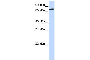 WB Suggested Anti-COG4 Antibody Titration: 0. (COG4 Antikörper  (Middle Region))