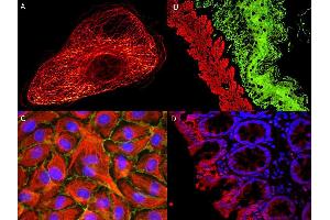 Immunofluorescence (IF) image for Rabbit anti-Goat IgG (Heavy & Light Chain) antibody (Atto 532) - Preadsorbed (ABIN1043943)