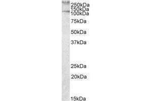 Image no. 1 for anti-Talin 1 (TLN1) (AA 1695-1708) antibody (ABIN477971) (TLN1 Antikörper  (AA 1695-1708))