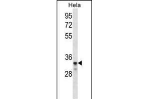 LDLRAD2 Antibody (Center) (ABIN656521 and ABIN2845790) western blot analysis in Hela cell line lysates (35 μg/lane). (LDLRAD2 Antikörper  (AA 132-160))