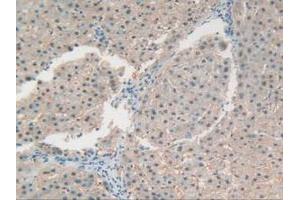 Figure. (RNASE4 Antikörper  (AA 30-147))