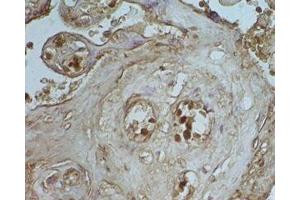 Human placenta tissue was stained by Rabbit Anti-Apelin-36 (Rat) Serum (AP36 Antikörper)
