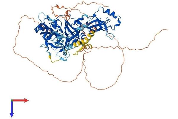 L3MBTL2 Protein (AA 1-703) (His tag)