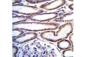 MUC20 antibody immunohistochemistry analysis in formalin fixed and paraffin embedded human kidney tissue. (MUC20 Antikörper  (AA 654-684))