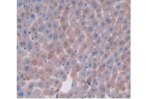IHC-P analysis of Mouse Liver Tissue, with DAB staining. (DPP4 Antikörper  (AA 29-178))