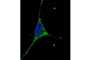 Fluorescent confocal image of SY5Y cells stained with PODXL (C-term) antibody.