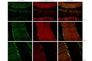 Staining with Mouse Pcp2 Antibody (N-term) (ABIN1882110 and ABIN2840757) was colocalized with GFP in most of the Purkinje cells with low background in 1:500 dilution condition. (Pcp2 Antikörper  (N-Term))