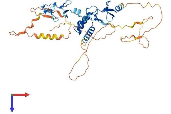 LHX9 Protein (AA 1-397) (His tag)