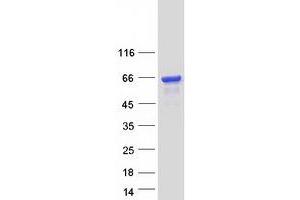 Western Blotting (WB) image for EPS8-Like 3 (EPS8L3) (Transcript Variant 3) protein (Myc-DYKDDDDK Tag) (ABIN2720344)