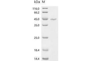 Leptin (LEP) (AA 22-167), (full length) protein (mFc Tag)