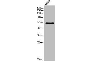 Western Blot analysis of COLO cells using VRK3 Polyclonal Antibody (VRK3 Antikörper  (Internal Region))