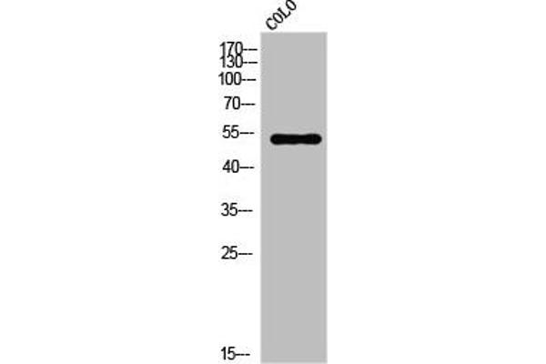 VRK3 antibody  (Internal Region)