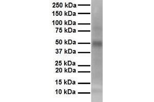 WB Suggested Anti-TEAD3 antibody Titration: 1 ug/mL Sample Type: Human heart (TEAD3 Antikörper  (N-Term))