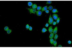 IF analysis of CD55 using anti-CD55 antibody (ABIN3043393). (CD55 Antikörper  (AA 35-347))