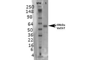 Western Blot analysis of Rat brain membrane lysate showing detection of VAChT protein using Mouse Anti-VAChT Monoclonal Antibody, Clone S6-38 (ABIN1027709). (SLC18A3 Antikörper  (AA 521-532))