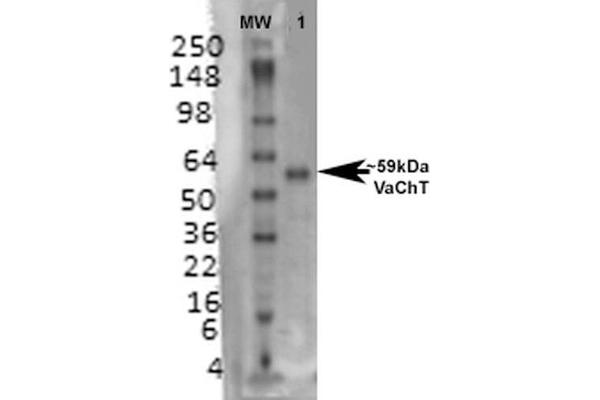SLC18A3 Antikörper  (AA 521-532)