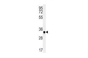 C19orf39 Antibody (Center) (ABIN651737 and ABIN2840382) western blot analysis in mouse spleen tissue lysates (15 μg/lane). (SWSAP1 Antikörper  (AA 84-110))