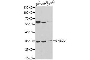 Western blot analysis of extracts of various cell lines, using GNB2L1 antibody. (GNB2L1 Antikörper)