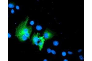 Anti-WWTR1 mouse monoclonal antibody (ABIN2454926) immunofluorescent staining of COS7 cells transiently transfected by pCMV6-ENTRY WWTR1 (RC204082). (WWTR1 Antikörper)