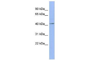 WB Suggested Anti-ELAVL4 Antibody Titration:  0. (ELAVL4 Antikörper  (N-Term))
