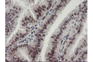 Image no. 11 for anti-RNA Binding Protein with Multiple Splicing (RBPMS) antibody (ABIN1500642) (RBPMS Antikörper)