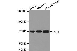 Western Blotting (WB) image for anti-Fragile X Mental Retardation, Autosomal Homolog 1 (FXR1) antibody (ABIN1876971) (FXR1 Antikörper)
