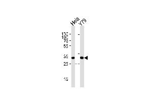 Western blot analysis of lysates from Hela, Y79 cell line (from left to right), using PDCL Antibody (N-term) (ABIN1944777 and ABIN2838520). (Phosducin-Like Antikörper  (N-Term))