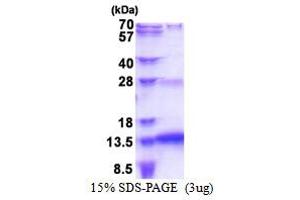 SDS-PAGE (SDS) image for SNRPN Upstream Reading Frame (SNURF) (AA 1-71) protein (His tag) (ABIN5853504)