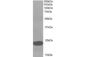 ABIN184729 (1µg/ml) staining of A549 lysate (35µg protein in RIPA buffer). (PEBP1 Antikörper  (C-Term))
