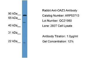 WB Suggested Anti-OAZ3  Antibody Titration: 0. (OAZ3 Antikörper  (Middle Region))