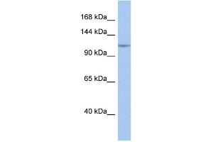 WB Suggested Anti-NFKB1 Antibody Titration:  0. (NFKB1 Antikörper  (Middle Region))