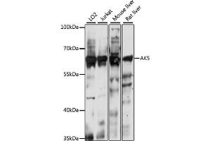 Western blot analysis of extracts of various cell lines, using  antibody (ABIN7265470) at 1:1000 dilution.