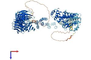 IFT122 Protein (AA 1-1241) (His tag)