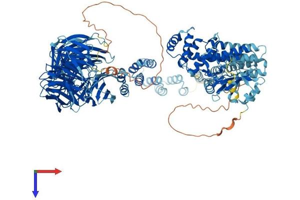 IFT122 Protein (AA 1-1241) (His tag)