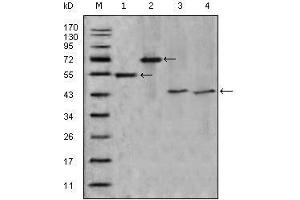 Western blot analysis using APOA4 mouse mAb against truncated APOA4-His recombinant protein (1),truncated APOA4(aa21-396)-hIgGFc transfected CHO-K1 cell lysate(2),human serum (3) and human plasma (4).