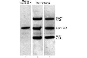 Mouse IP / Western Blot: Caspase 7 was immunoprecipitated from 0. (Fluorescent TrueBlot®: Anti-Maus Ig Fluorescein)
