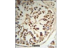 Formalin-fixed and paraffin-embedded human testis tissue reacted with TPK1 Antibody (N-term), which was peroxidase-conjugated to the secondary antibody, followed by DAB staining.