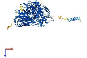 GK2 Protein (AA 1-553) (His tag)