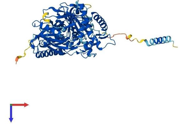 GK2 Protein (AA 1-553) (His tag)