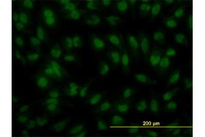 Immunofluorescence (IF) image for anti-Interferon Regulatory Factor 2 (IRF2) (AA 216-315) antibody (ABIN561522)