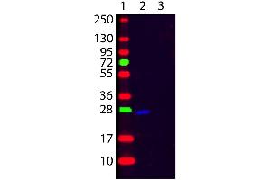 Western Blot of Goat F(ab’)2 anti-Human κ (Kappa chain) Fluorescein Conjugated Secondary Antibody. (Ziege anti-Human Immunoglobulin kappa Chain Complex (Igk) (Light Chain) Antikörper (FITC) - Preadsorbed)