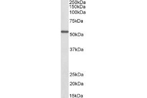 Biotinylated ABIN5539469 (0. (ALDH6A1 Antikörper  (AA 487-496) (Biotin))