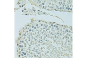 Immunohistochemistry of paraffin-embedded rat testis using BRD3 antibody (ABIN1678901, ABIN3015924, ABIN3015926 and ABIN6219475) at dilution of 1:100 (40x lens). (BRD3 Antikörper  (AA 150-305))