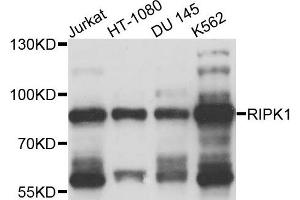 Western blot analysis of extracts of various cells, using RIPK1 antibody. (RIPK1 Antikörper)
