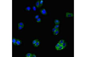 Immunofluorescent analysis of HepG2 cells using ABIN7170291 at dilution of 1:100 and Alexa Fluor 488-congugated AffiniPure Goat Anti-Rabbit IgG(H+L) (SLCO1B3 Antikörper  (AA 648-695))