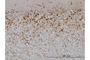 Immunoperoxidase of monoclonal antibody to PTN on formalin-fixed paraffin-embedded human cerebellum. (Pleiotrophin Antikörper  (AA 45-154))