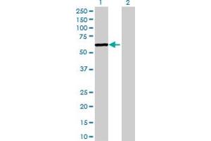 Western Blot analysis of RBPJL expression in transfected 293T cell line by RBPJL MaxPab polyclonal antibody.